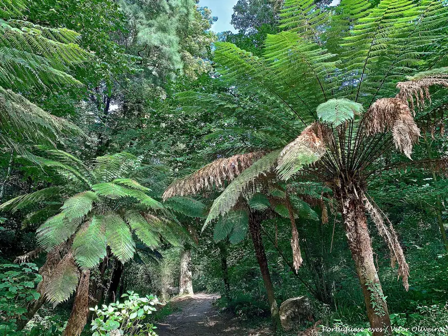 Path through the exotic trees of the Mata Nacional do Bussaco